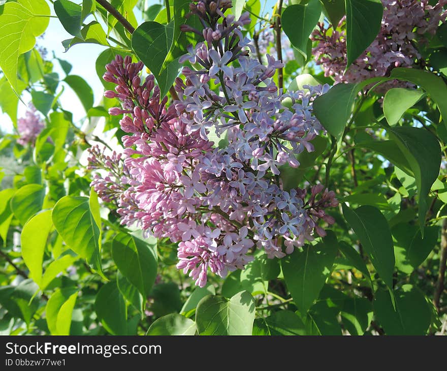 Lilac with leaves. Lilac branch.