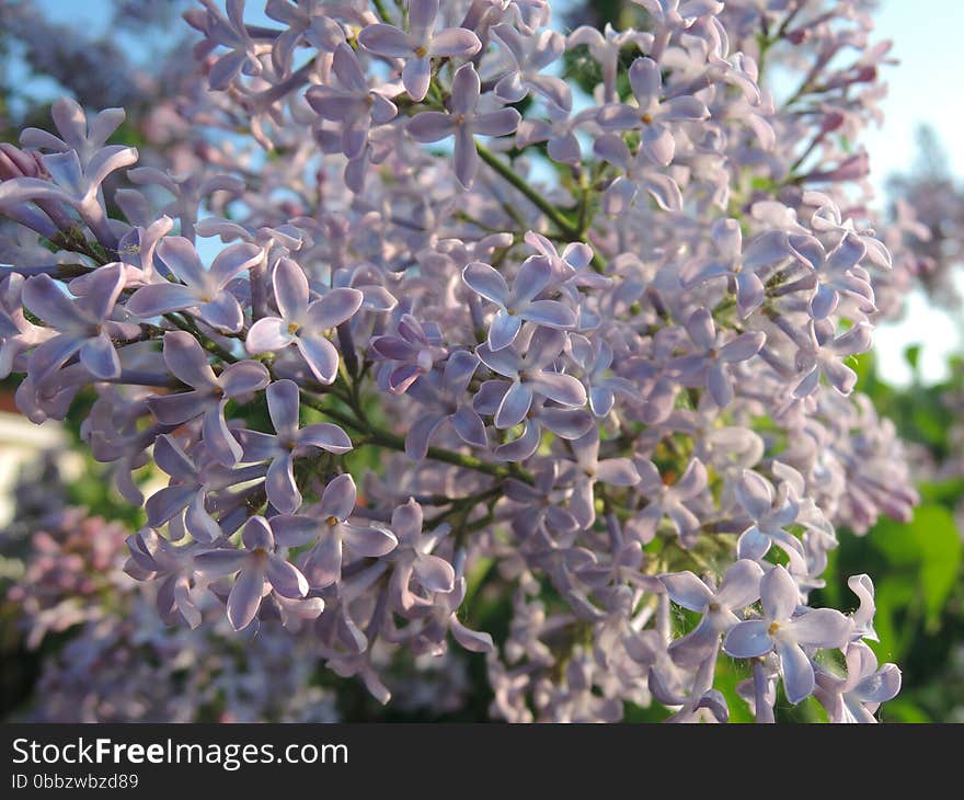 Lilac - many little flowers of lilac.