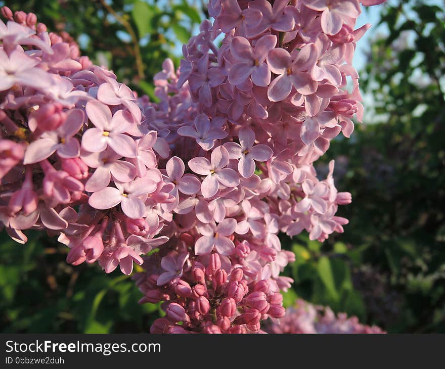 Pink lilac