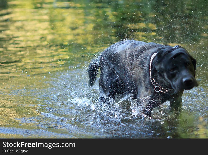 Dog and water