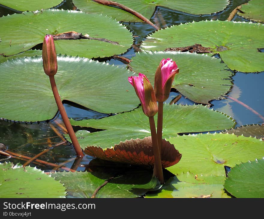 Lotus buds in a pond