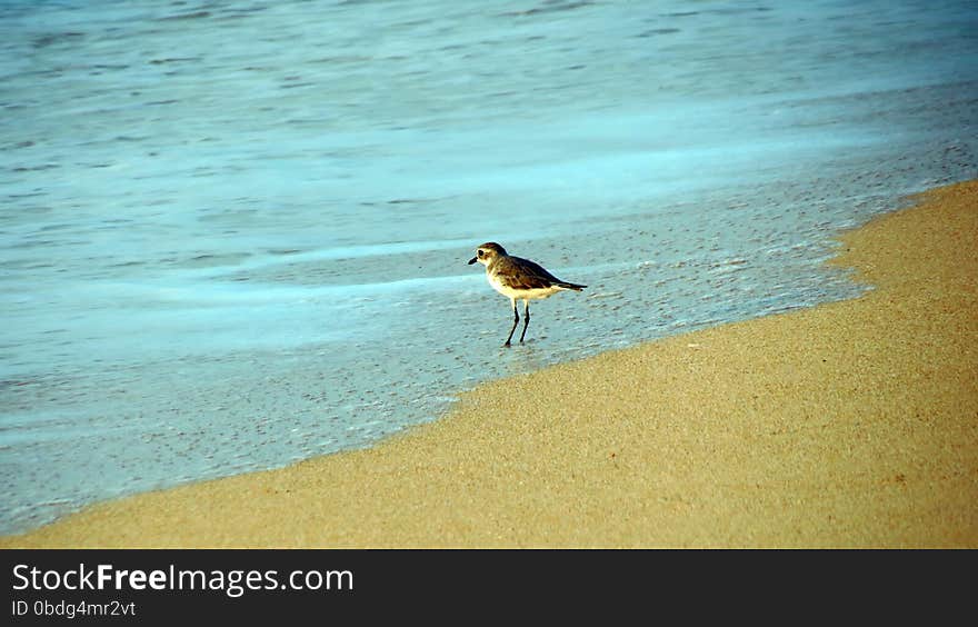 A small bird sitting on beach waiting for its prey to be washed ashore by sea wave. A small bird sitting on beach waiting for its prey to be washed ashore by sea wave.