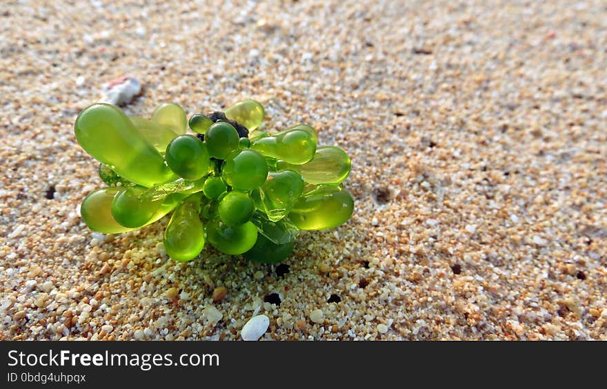 Boergesenia forbesii is a species of green algae marine the family of siphonocladaceae and is common in the Indo-Pacific basin.