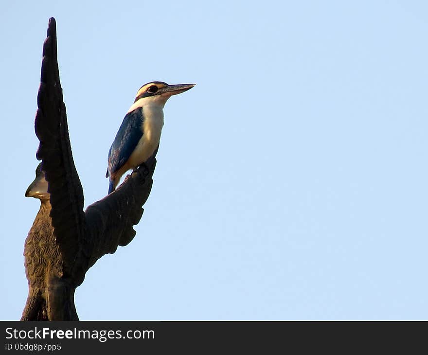 A collared kingfisher (Todiramphus Chloris) perching on a metal eagle, Andaman and Nicobar Islands, India, Asia. Its also known as White-collared Kingfisher or Mangrove Kingfisher.