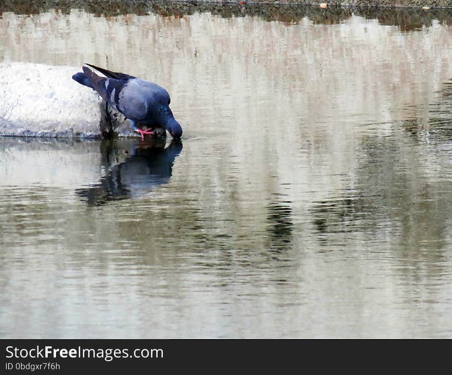 A pigeon sitting on a stone and drinking water. A pigeon sitting on a stone and drinking water.