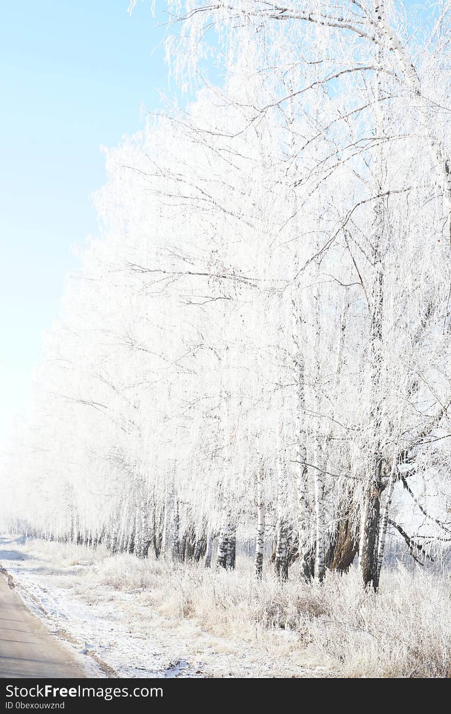 Birch Alley