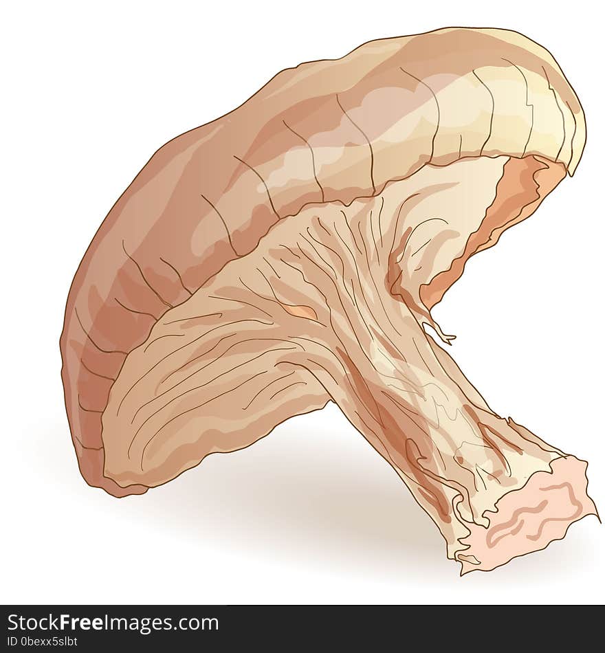 Shiitake Mushroom Vector