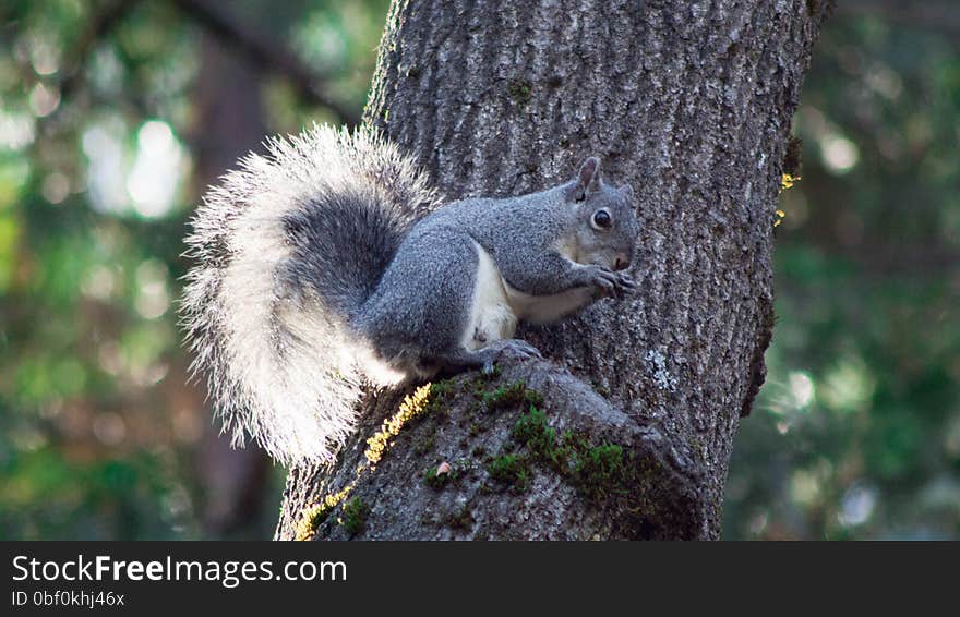 Grey Squirrel Eating Nuts In A Tree