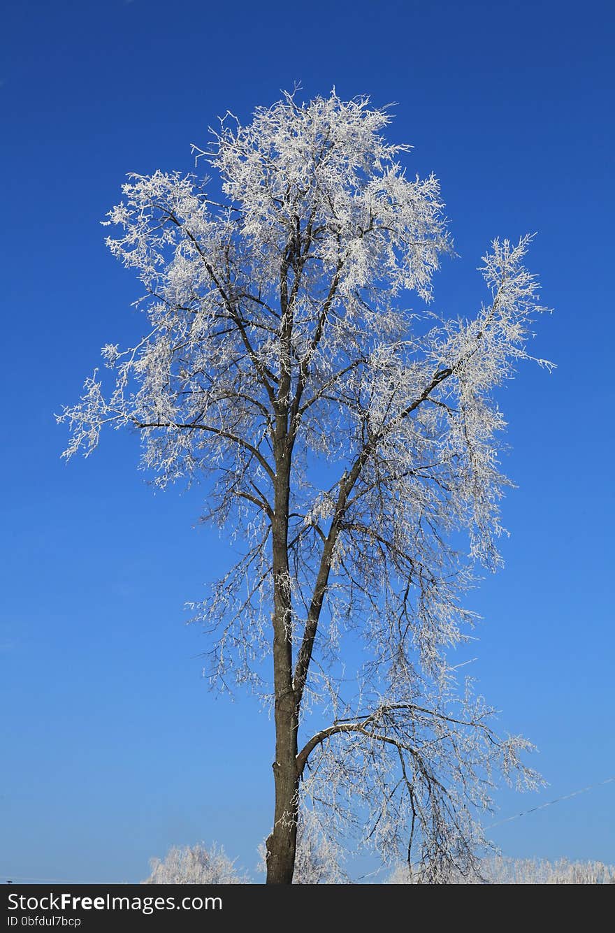 Frosted tree on blue sky background