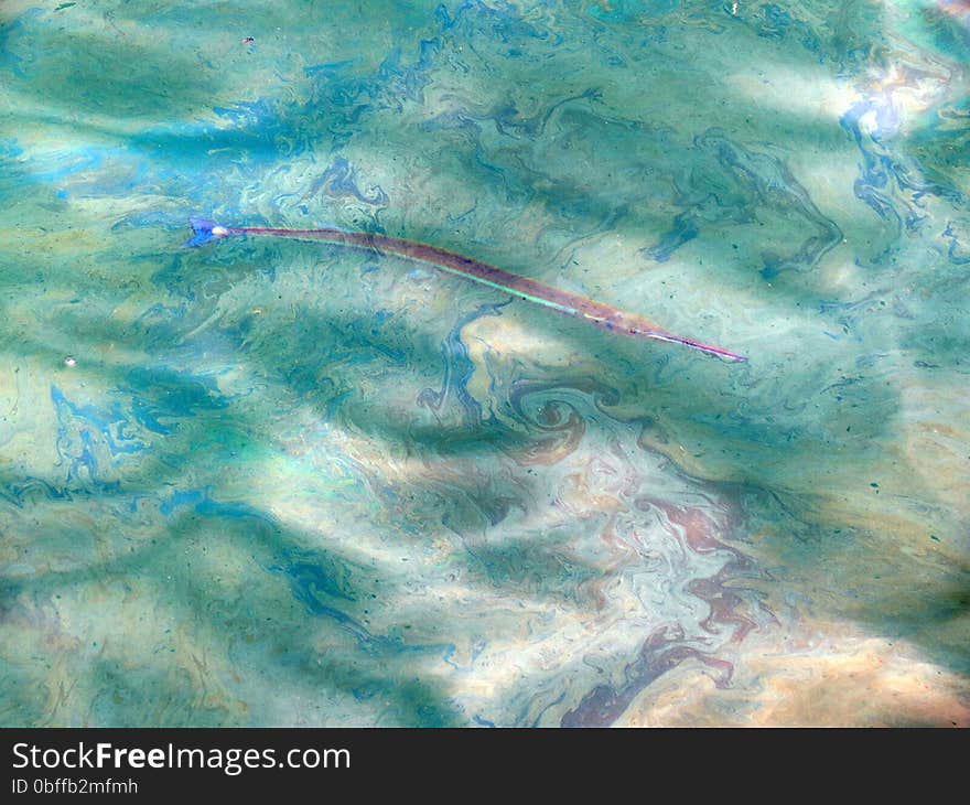 A needle fish in polluted oily sea water. A needle fish in polluted oily sea water.