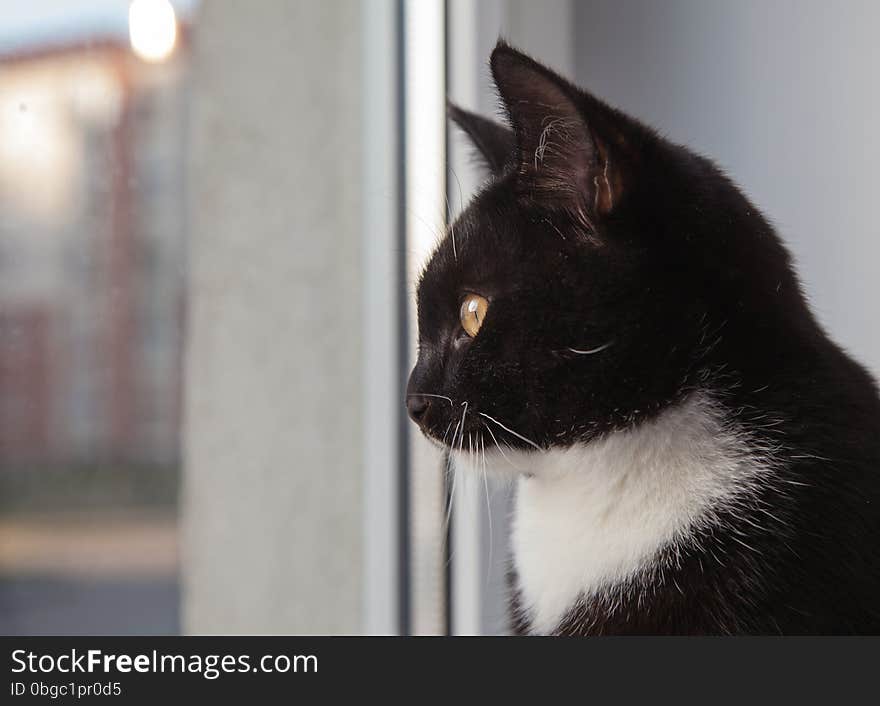 Black cat looking out the window