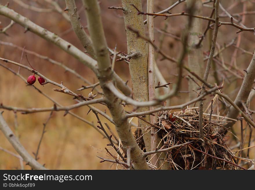 Nest In The Bush Of Hawthorn