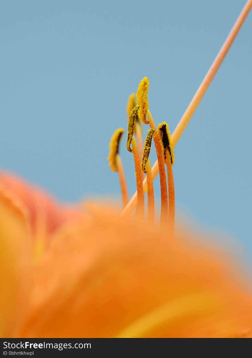 Close up of a flower`s anthers on blue background. Close up of a flower`s anthers on blue background