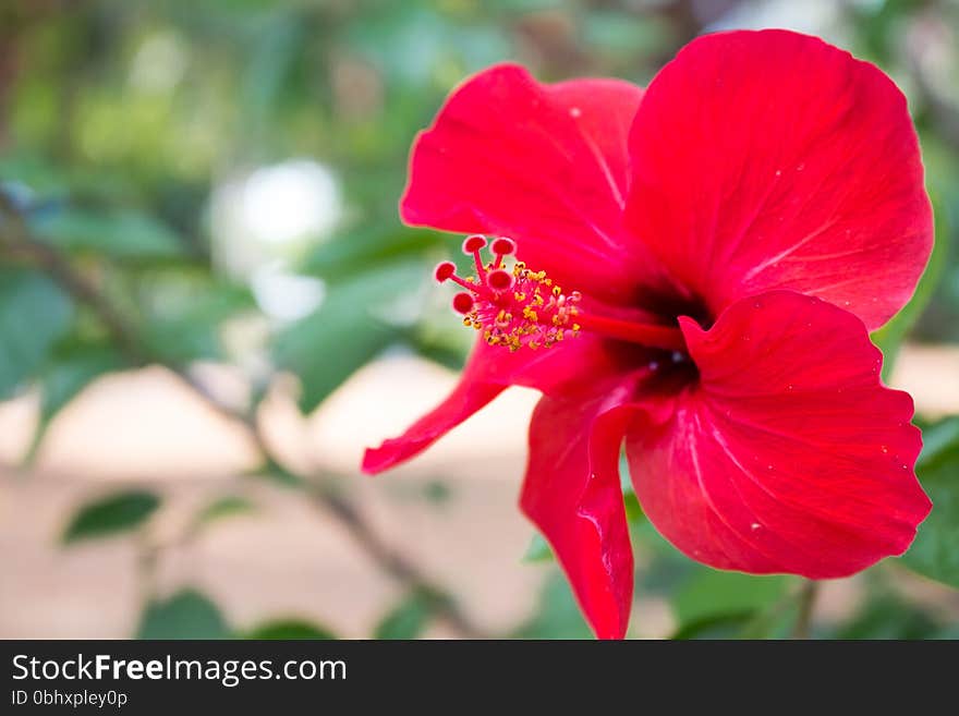 Red hibiscus flower
red flower
hibiscus flower
hibiscus flower in spring. Red hibiscus flower
red flower
hibiscus flower
hibiscus flower in spring