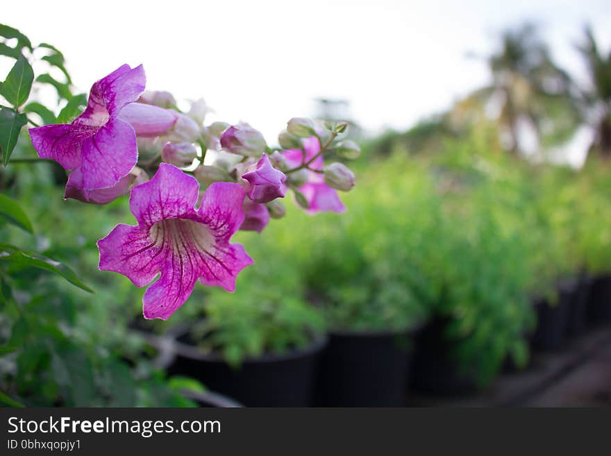 Purple flowers 
Purple flowers in spring
Purple flowers in garden. Purple flowers 
Purple flowers in spring
Purple flowers in garden