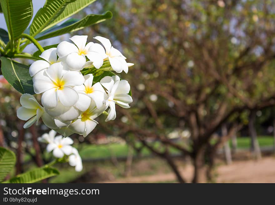 Group of Plumeria in spring
Group of Plumeria
Group of Plumeria and sunlight
Group of Plumeria in morning. Group of Plumeria in spring
Group of Plumeria
Group of Plumeria and sunlight
Group of Plumeria in morning