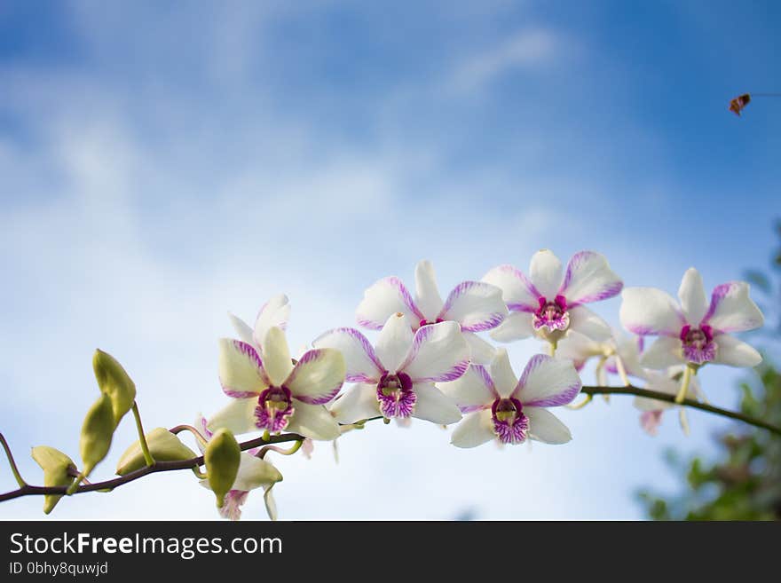 Orchid flower and sky blue in spring
orchid flower and sky blue background
orchid flower background
orchid flower