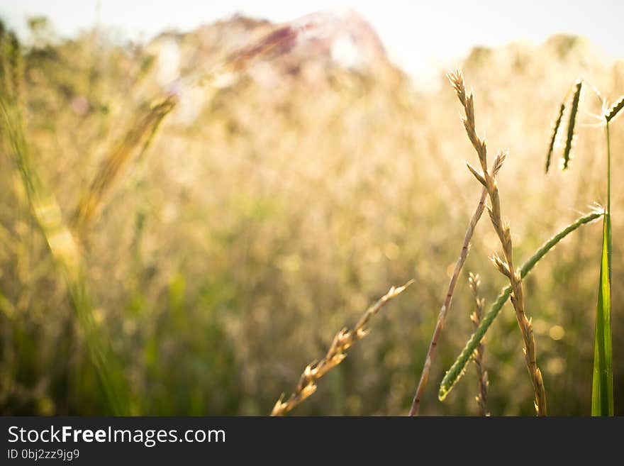 Landscape sunset of field with sunlight. Landscape sunset of field with sunlight