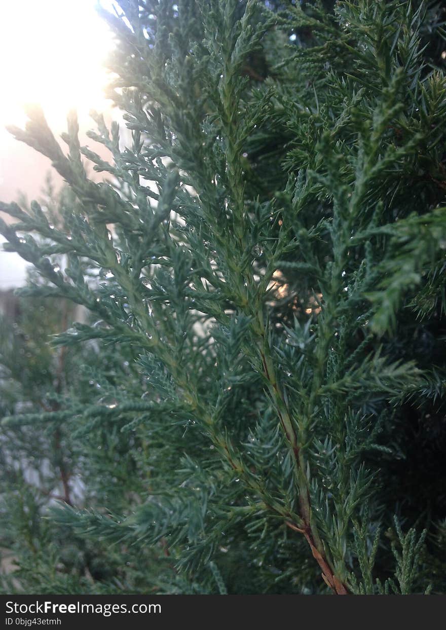 Juniper Tree With Rain Drops After Rain During Sunset In Winter.