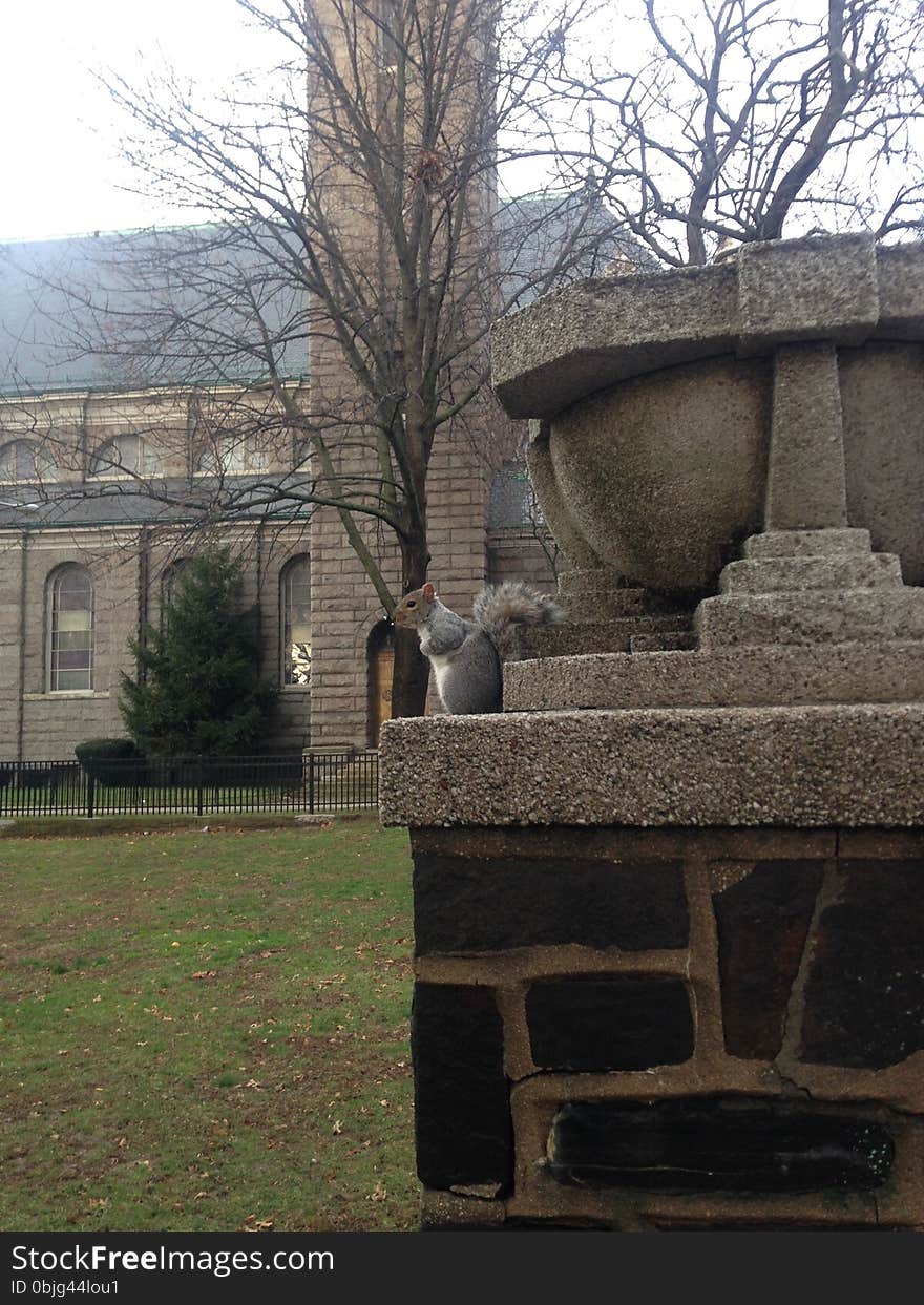 A Sciuridae In A Park.