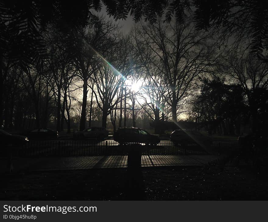 Lincoln Park in Jersey City, NJ with Dark Cloudy Sky during Rain in Winter - View from under Taxus Baccata &#x28;English Yew&#x29; Tree &#x28;Hiding from Rain&#x29;. Lincoln Park in Jersey City, NJ with Dark Cloudy Sky during Rain in Winter - View from under Taxus Baccata &#x28;English Yew&#x29; Tree &#x28;Hiding from Rain&#x29;.