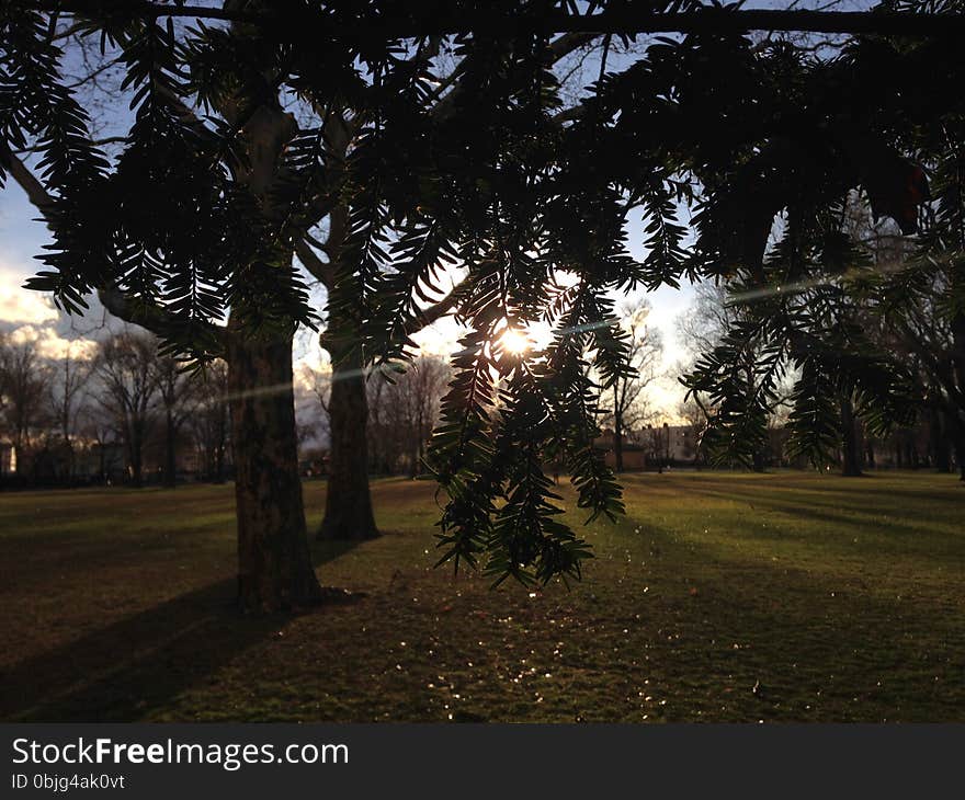 Lincoln Park in Jersey City, NJ with Dark Cloudy Sunset Sky during Rain in Winter - View from under Taxus Baccata &#x28;English Yew&#x29; Tree &#x28;Hiding from Rain&#x29;. Lincoln Park in Jersey City, NJ with Dark Cloudy Sunset Sky during Rain in Winter - View from under Taxus Baccata &#x28;English Yew&#x29; Tree &#x28;Hiding from Rain&#x29;.