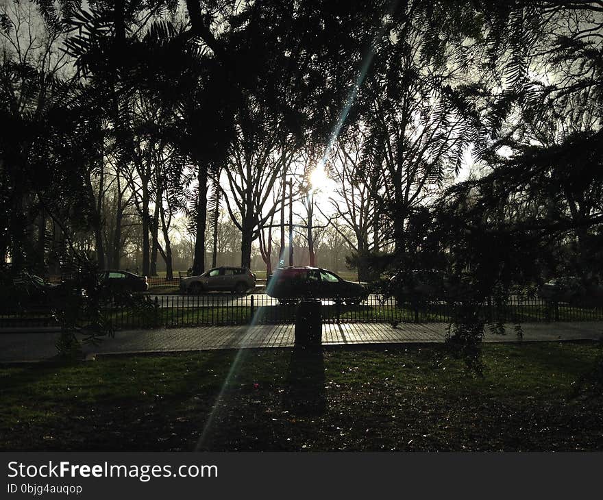 Lincoln Park in Jersey City, NJ with Dark Cloudy Sky during Rain in Winter - View from under Taxus Baccata &#x28;English Yew&#x29; Tree &#x28;Hiding from Rain&#x29;. Lincoln Park in Jersey City, NJ with Dark Cloudy Sky during Rain in Winter - View from under Taxus Baccata &#x28;English Yew&#x29; Tree &#x28;Hiding from Rain&#x29;.