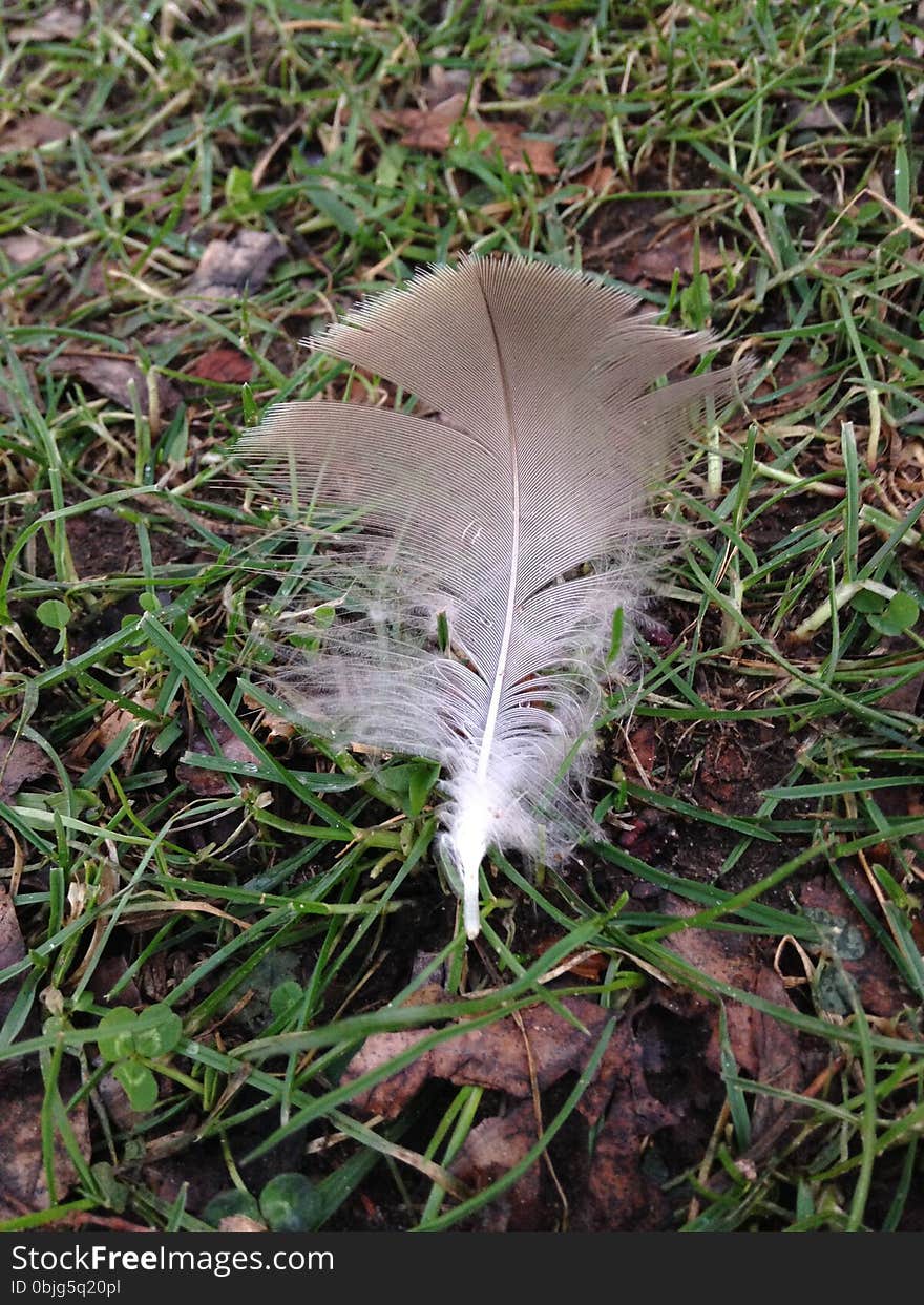 A Feather on a Lawn in a Park in Winter.