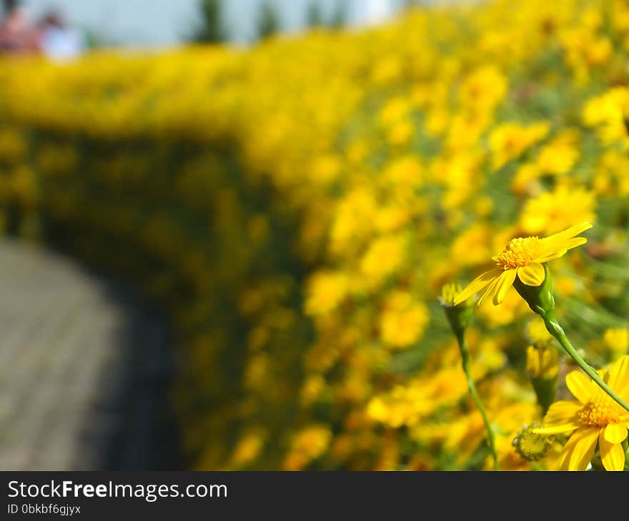 A field of yellow tickseed coreopsis. A field of yellow tickseed coreopsis.