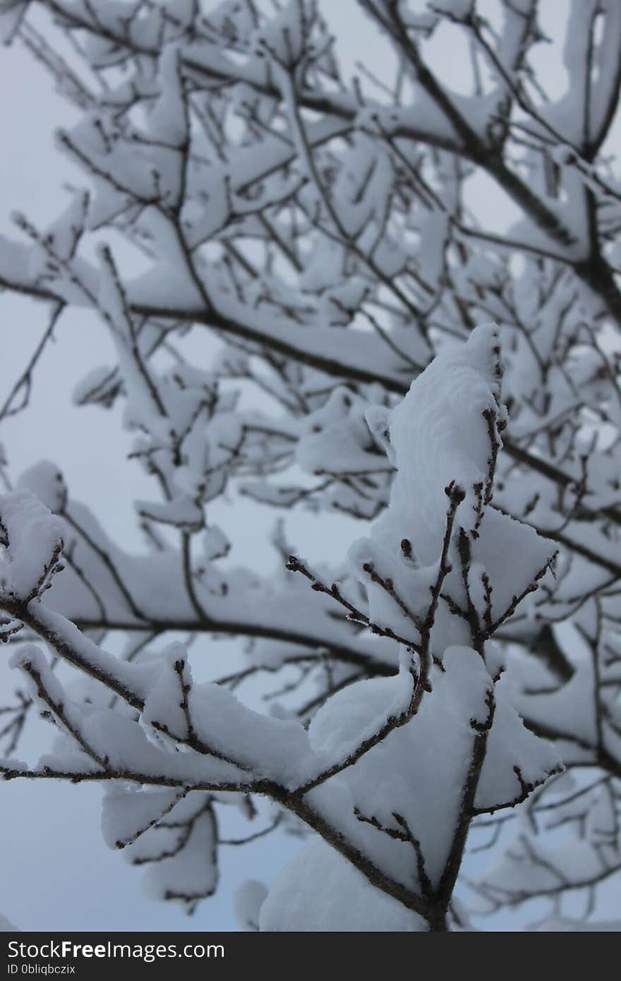 Snow covered twigs in winter