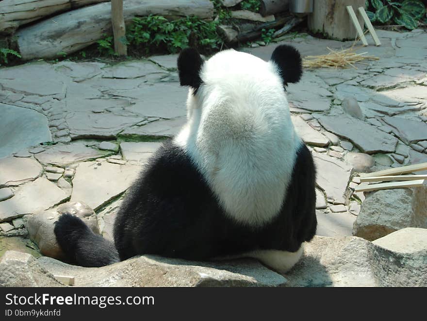 A giant panda sitting still on the ground relaxing thinking and eating in the zoo, black and white round head. A giant panda sitting still on the ground relaxing thinking and eating in the zoo, black and white round head