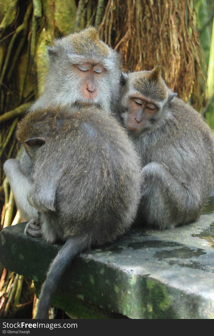 Mom and two children monkeys hugging and sleeping together, nice and cozy