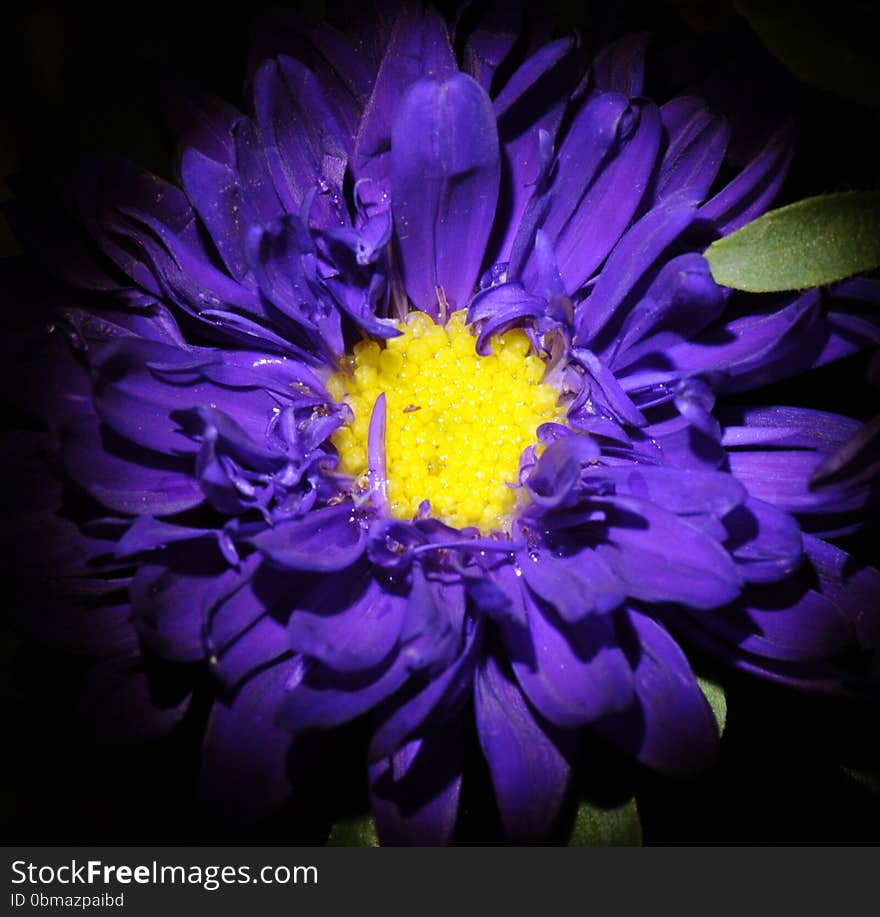 Impressive colorful flower in macro view