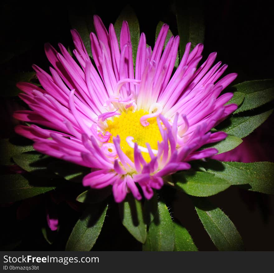 Impressive colorful flower in macro view