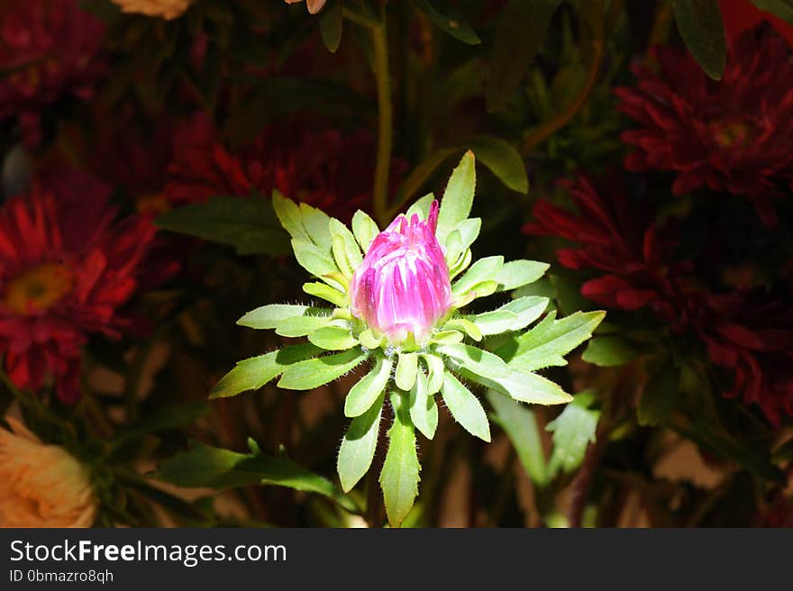 Impressive colorful flower in macro view