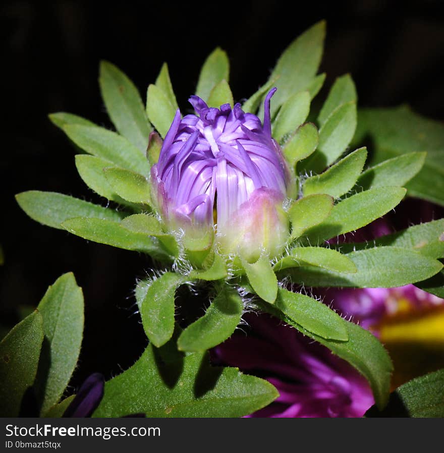 Impressive colorful flower in macro view