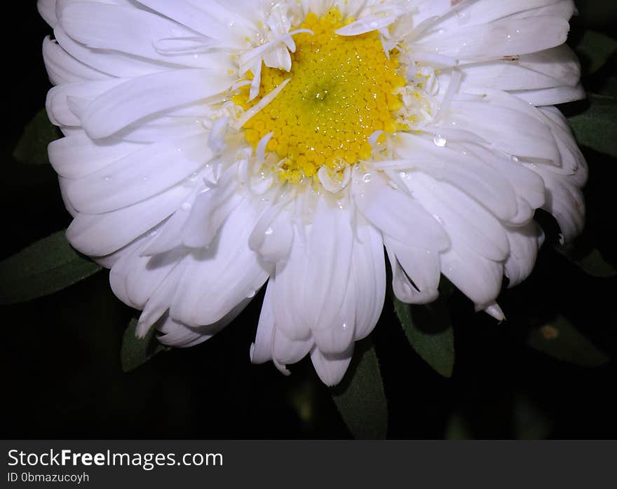 Impressive colorful flower in macro view