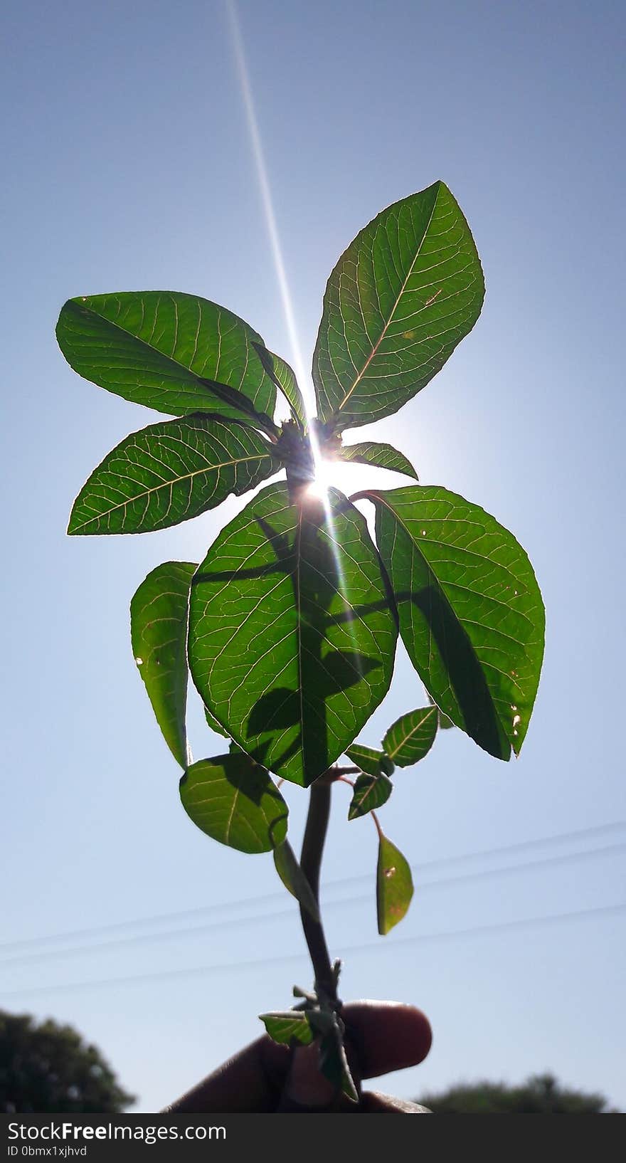 Natural sunny greeny leaves click