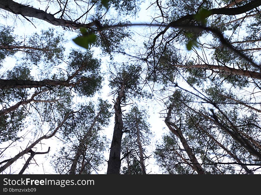 Wood winter. Ukraine trip. falling leaves. Wood winter. Ukraine trip. falling leaves.