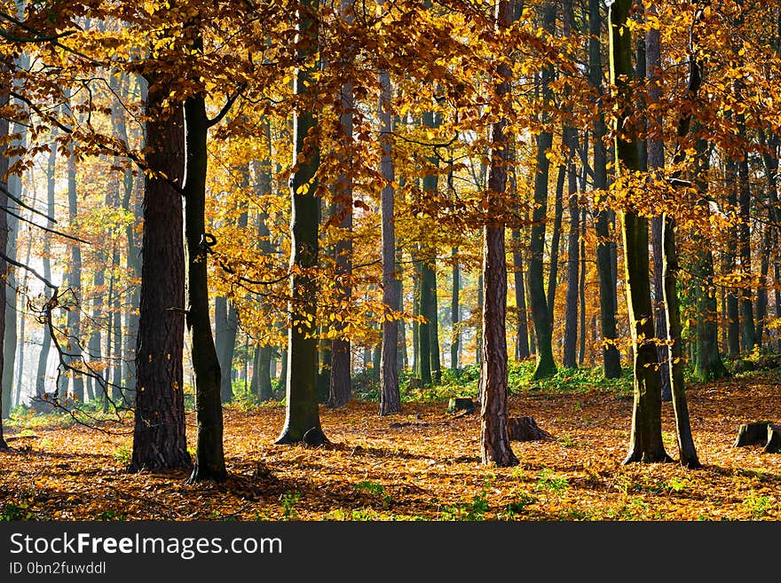 Colorful and sunny autumn forest