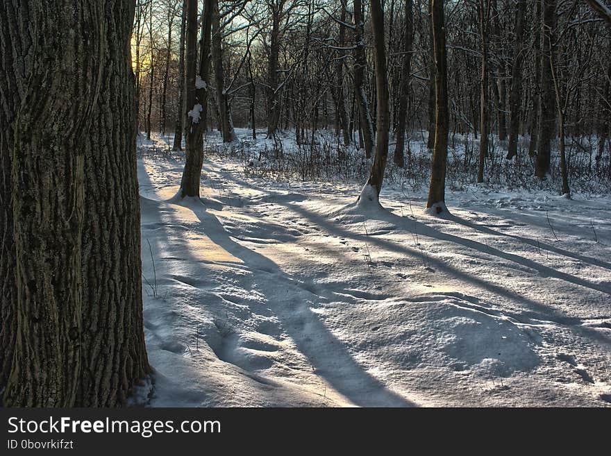 Winter forest at sunset