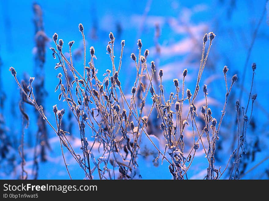 Dry wild flowers covered with fresh snow on blurred background in cold sunny winter morning. Dry wild flowers covered with fresh snow on blurred background in cold sunny winter morning