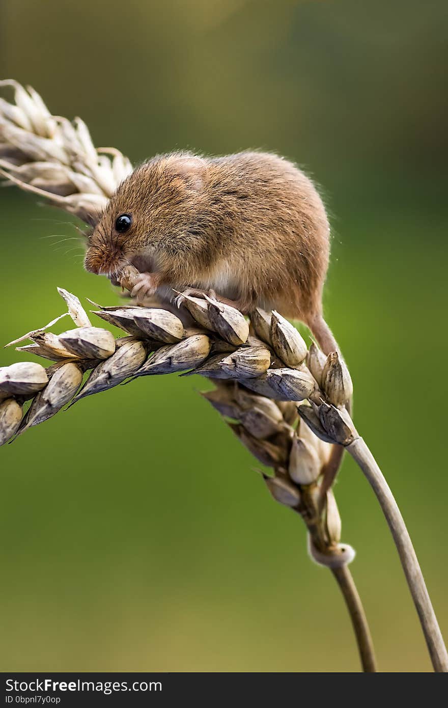 A harvest mouse on an ear of corn in upright vertical format