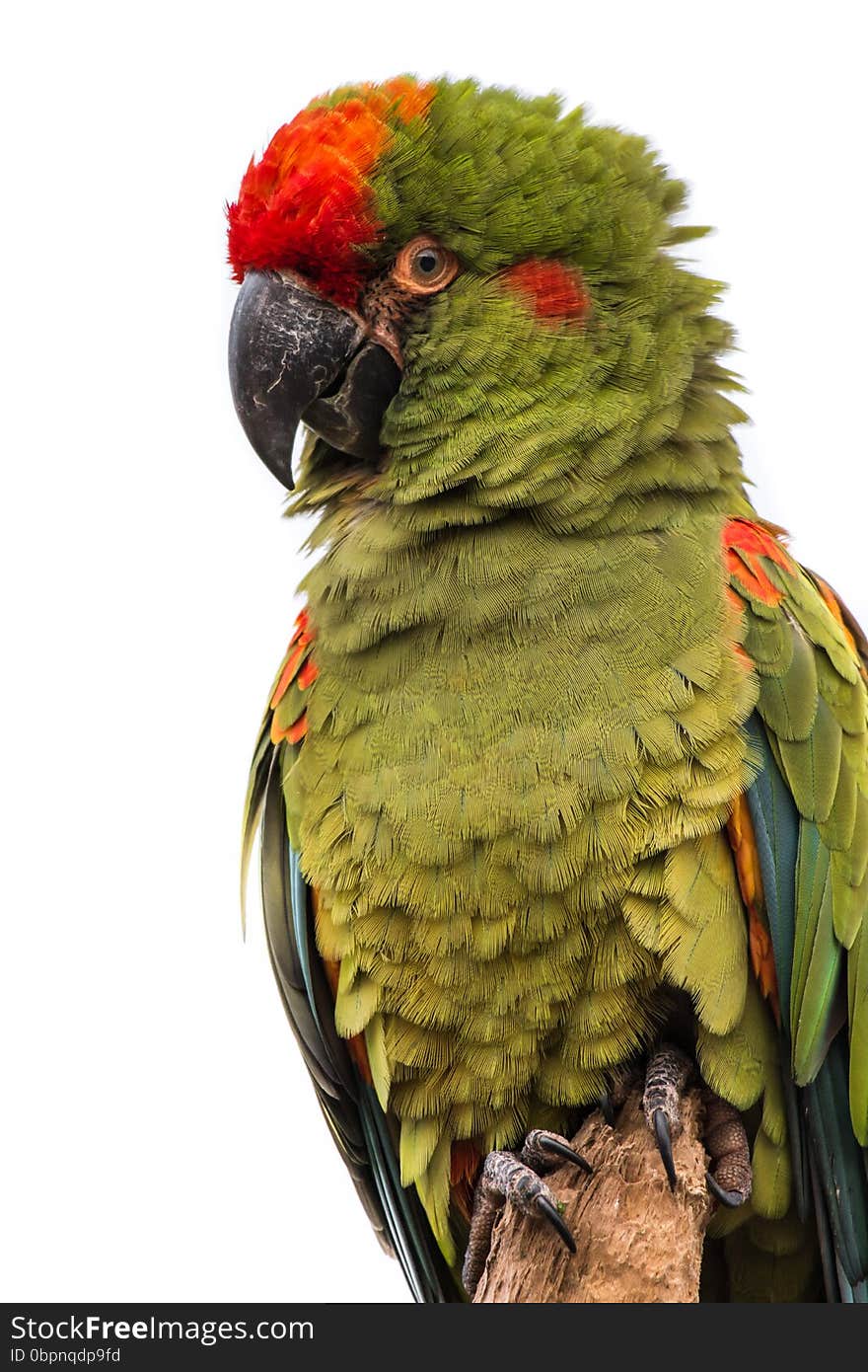 Upright vertical three quarter portrait of a green macaw against a white background