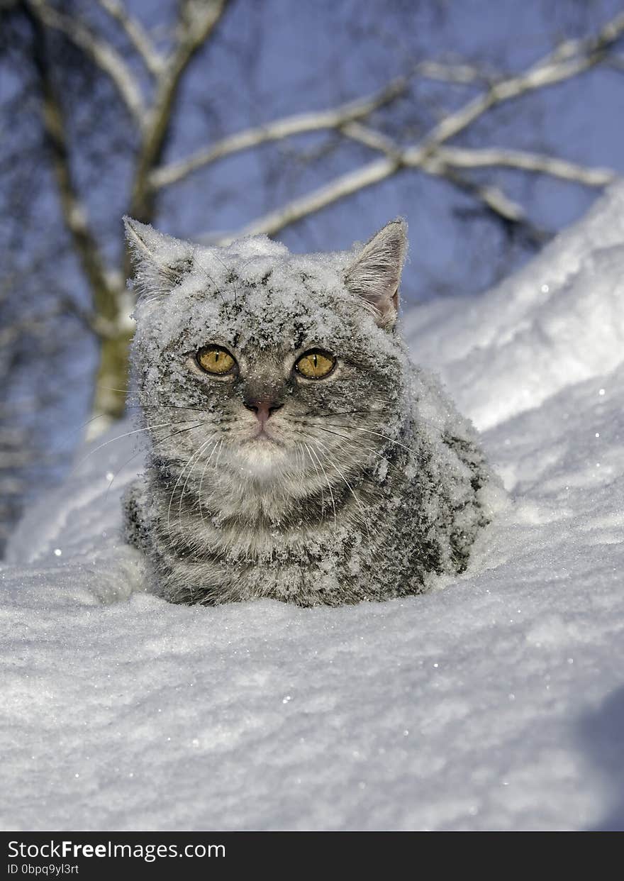 A Cat in the snow is on the snowdrift