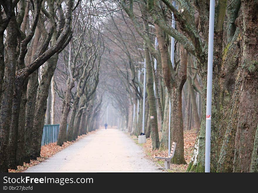 Path in the park