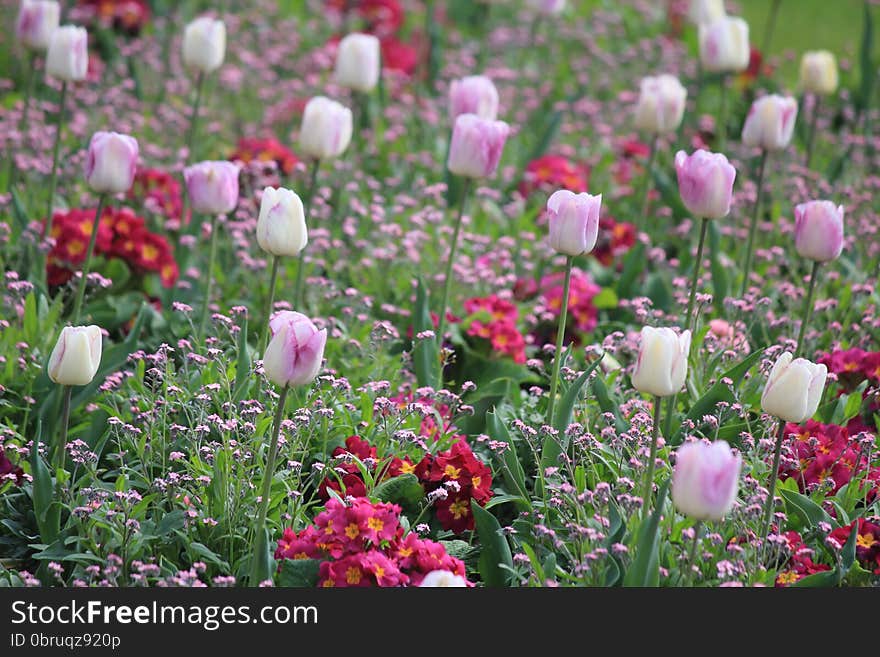 Tulips in Luxembourg Garden in Paris