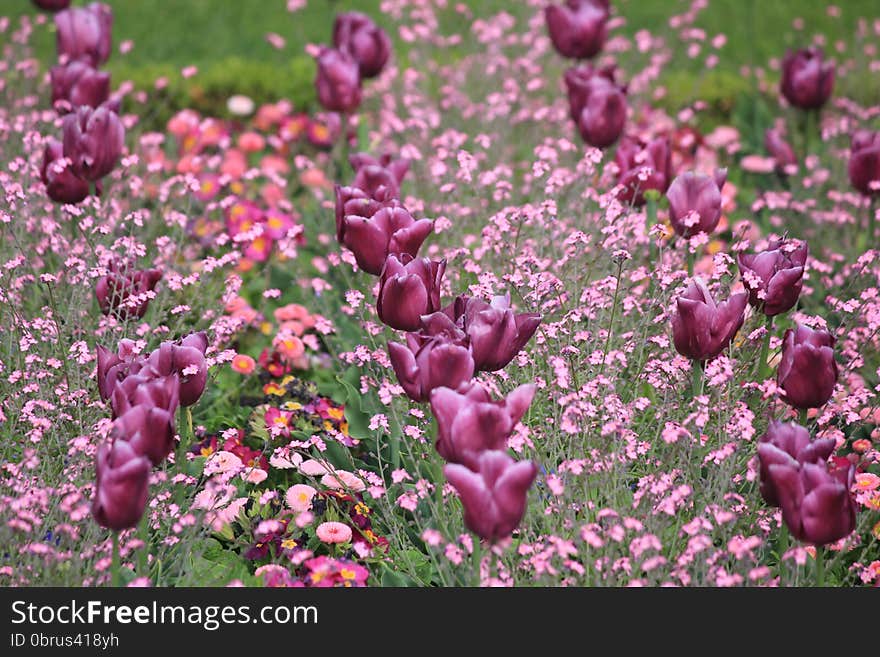 Tulips in Luxembourg Garden in Paris