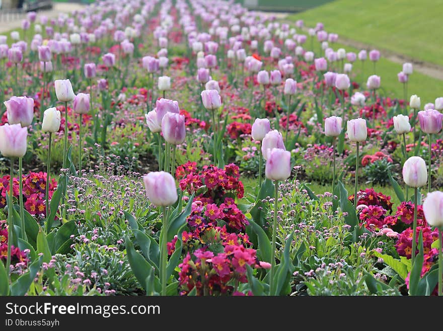 Tulips in Luxembourg Garden in Paris