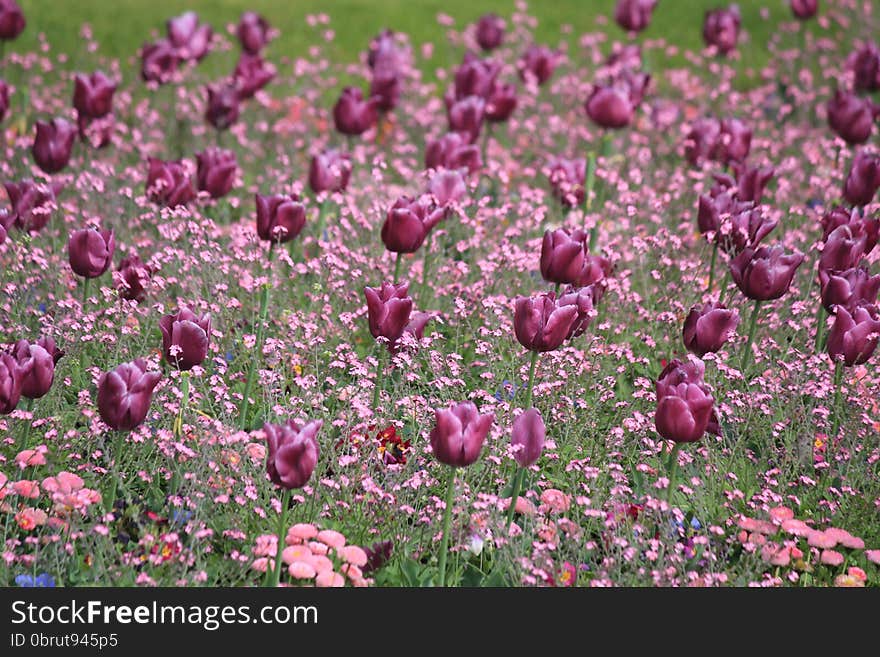 Tulips in Luxembourg Garden in Paris